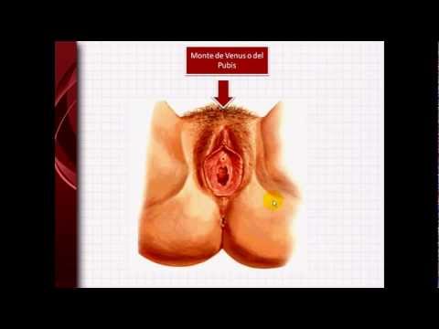 vulva