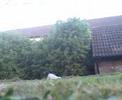 jump to tree