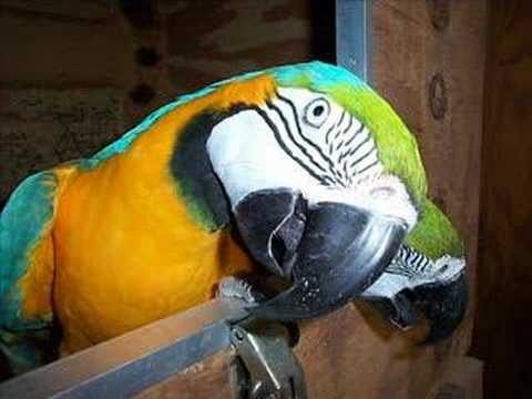 GaiaOnline Macaw Petition