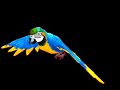 GaiaOnline Macaw Petition GaiaOnline Macaw Petition