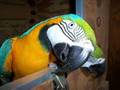 GaiaOnline-Macaw-Pet