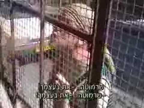 sharmouta - הסרטון צולם בידי רג'אא אבו-עיישה בת ה-16, הסרטון מתאר רגע מחייה, שבו מתנחלת מנסה לסגור אותה בביתה המכונה