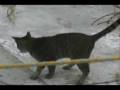 videos de Jagy cazador