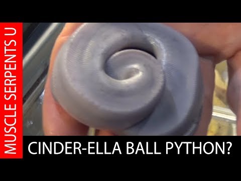 YouTube reptile video