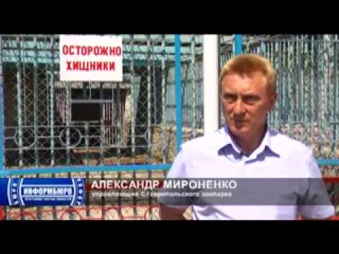 Зоопарк львята СТВ 29.06.12