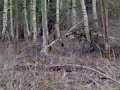 hunting with my friens in my ghillie suit