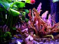 ACQUARIO d'acqua dolce da 130 litri... ACQUARIO d'acqua dolce da 130 litri...