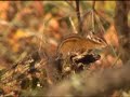 Chipmunk barking