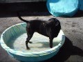 This Week at Harvard Kennels II