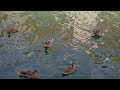 ducks at the canal walk ducks at the canal walk
