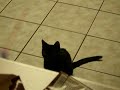 Psycho Kitty!