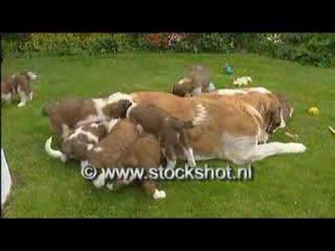saint bernard