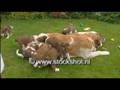 st. bernard & pups