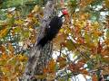 videos de Pileated Woodpecker visits the yard