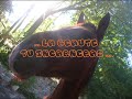 Les commendements de mon cheval