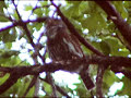 Pygmy Owl calling