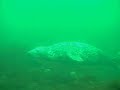 Diving with seals at the Lady Isle, River Clyde. Diving with seals at the Lady Isle, River Clyde.