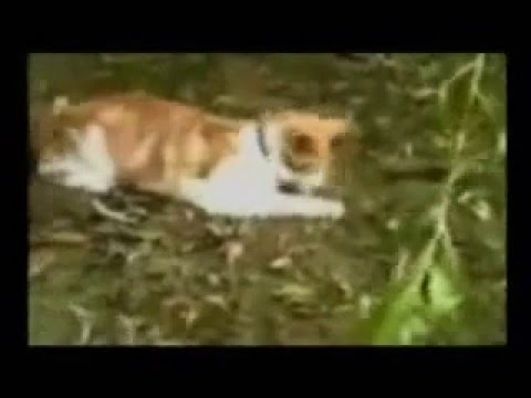 Cute Cats Youtube on Cute Cats Archives   Catztv Videostarscatztv Videostars