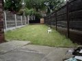 videos de Puppy Missy learning to fetch
