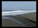 Reiher am Pazifik in Lima - Peru
