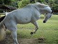 Cavalos malvadinhos