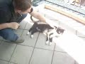 Com ed gato n�o se pode vacilar