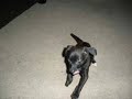 youstolemydog