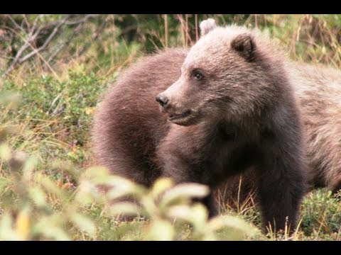 briczar22 - GRIZZLY CUBS & LOOKING for LYNX Safari Alaska 7. Come with us as we dived and conquer the Denali Park. See who had the better safari. GRIZZLY BEAR http://en....