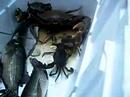 Figthing crabs for survival