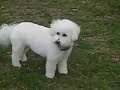 Tribute to the Best Dog in the World...ever