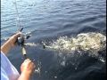 peche au brochet trophée,trophy pike fishing,northern-outfitters,val dor,quebec