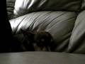 videos de isabella the snarling chihuahua