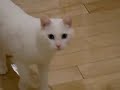 チェリーちゃんの冒険：3/5：068.MOV