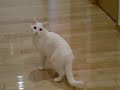 チェリーちゃんの冒険：3/5：068.MOV