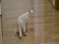チェリーちゃんの冒険：3/5：068.MOV