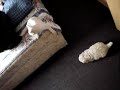 maltes v/s gato(solo amenazas)