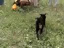 Doggie from Baturyn - ??????????? ??????? - Kuca iz Baturina