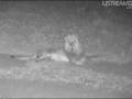 videos de Manyeleti Brothers, One Injured At NK 8th Jan 09 Part 2