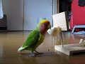 LoveBird ?????? ver.2????????????? LoveBird ?????? ver.2?????????????