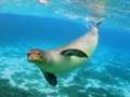 Hawaii Wildlife