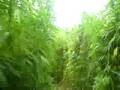 Dream Field :))