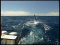 Al McGlashan Billfish
