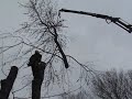 Knuckleboom tree removal