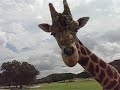 Giraffes and kids