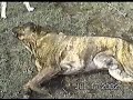 an�bal and maeva with wild boar cubs in the chilean patagonia, 2002.