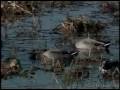 videos de Blackwater Refuge Episode 01