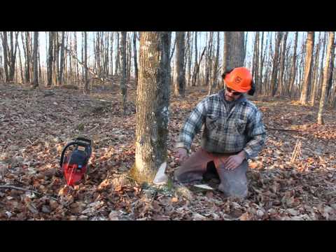 how to fell a tree