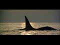 Death of an Orca