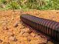Millipede