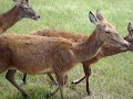 Lamas